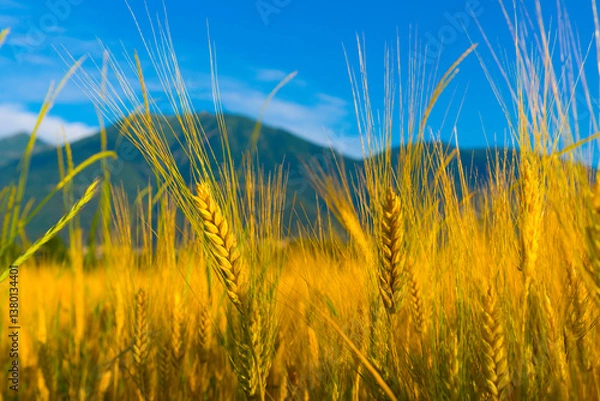 Fototapeta Wheat Field with Mountain in Locarno, Switzerland.