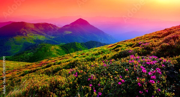 Fototapeta amazing summer blossoming pink wild rhododendrons flowers in Carpathian mountains, amazing nature background, border Ukraine and Romania, Marmarosy range, Transcarpathian region, near Rahiv, Europe