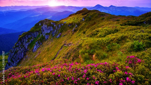 Fototapeta amazing summer blossoming pink wild rhododendrons flowers in Carpathian mountains, amazing nature background, border Ukraine and Romania, Marmarosy range, Transcarpathian region, near Rahiv, Europe