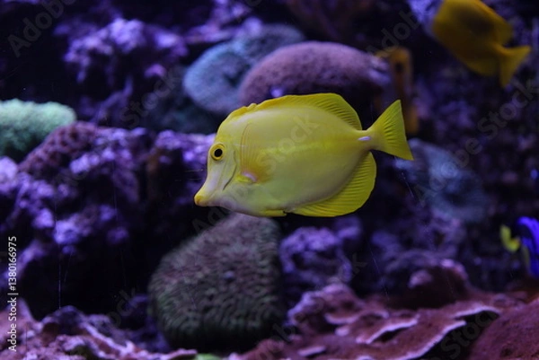 Obraz Exotic yellow fish 
