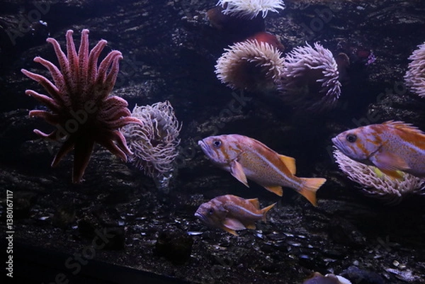 Obraz Exotic underwater world