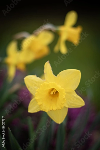 Obraz Les premières jonquilles