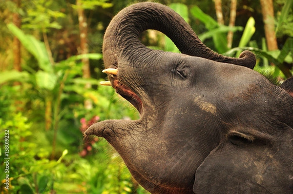Obraz Elephant with open mouth