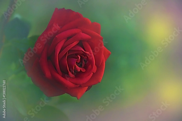 Obraz single red rose