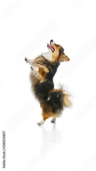 Fototapeta Tricolor corgi standing alert with playful expression and tongue out against white background. Concept of pet alertness, emotional intelligence, veterinary check readiness, dog personality.