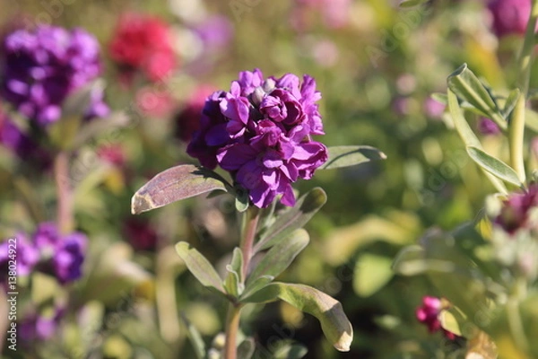 Obraz ストックの花