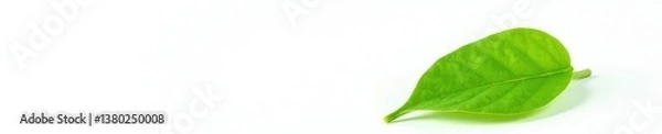Fototapeta Single leaf isolated against white background, single, green, leaf