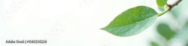 Fototapeta Single leaf of eucalyptus on white background, plant, tree