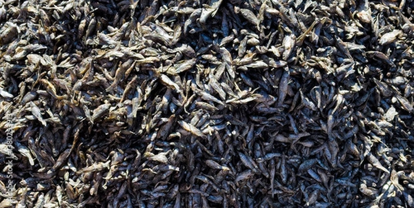 Fototapeta Pile of Small Dried Fish Packed Together: A dense stack