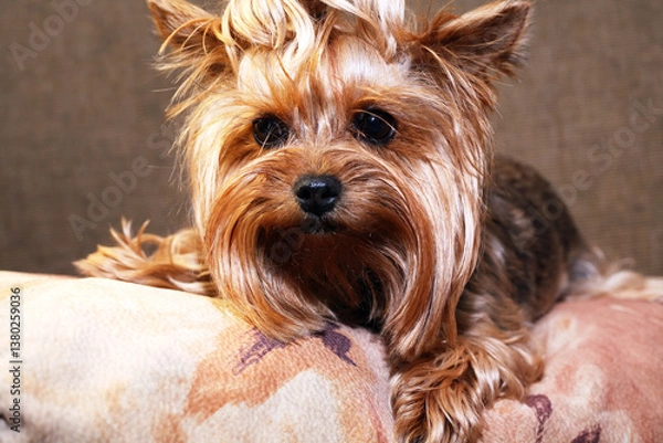 Obraz A Sad Little Dog