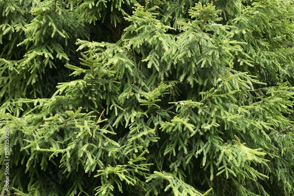 Obraz Pine Tree Background