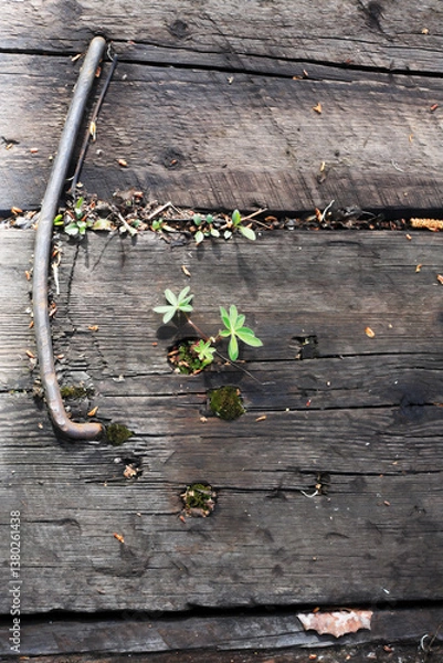 Obraz The Green Sprout