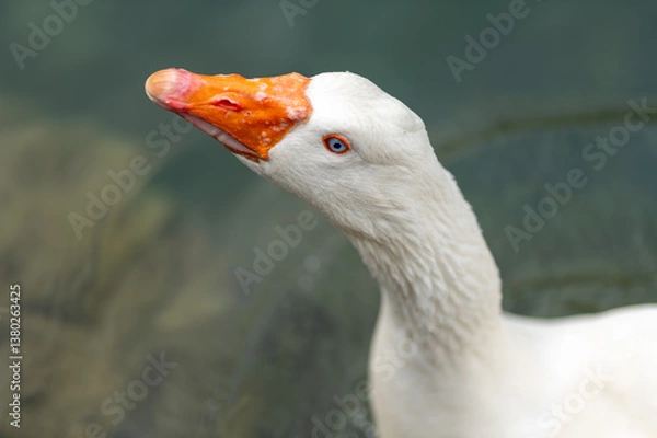 Obraz Close-up portrait of white goose with orange beak and blue eye
