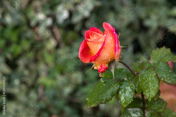 Fototapeta A red and yellow rose flower on a background of green foliage. A yellow rose flower blooming in the garden. The concept of Valentine's Day.