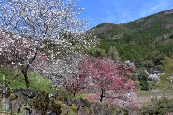 Obraz 引地橋の花桃　彩り豊かに咲く（高知県　仁淀川町）