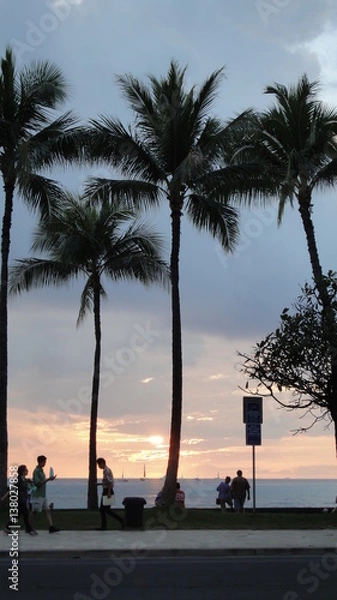 Fototapeta 椰子の木