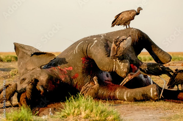 Obraz dead elephant voltures 