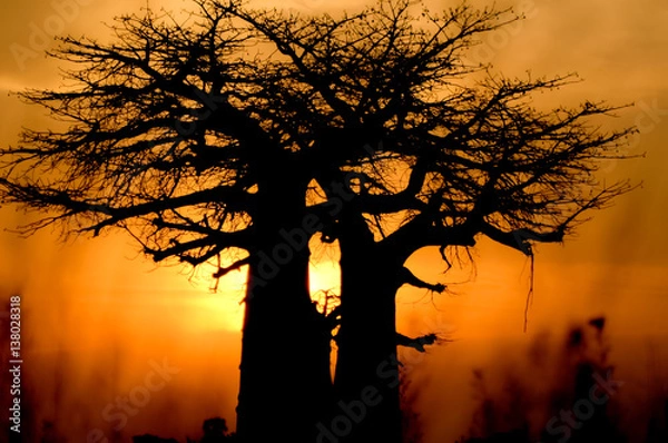 Obraz baobab tree sunset 
