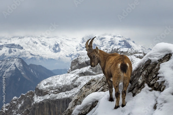 Obraz Wild Mountain Goat