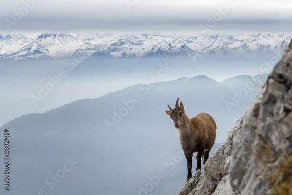 Obraz Wild Mountain Goat