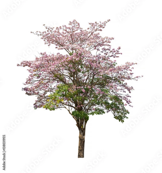 Obraz Isolated Tabebuia rosea trees on white background