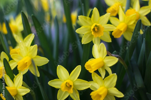 Obraz Daffodils