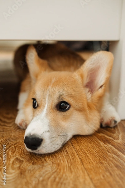 Fototapeta An absolutely adorable Corgi puppy is seen comfortably relaxing under a table, perfectly capturing the playful and curious nature that dogs are wellknown for exhibiting in their daily lives