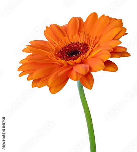Fototapeta Vibrant orange Gerbera flower in bloom isolated on white background, cut out.
