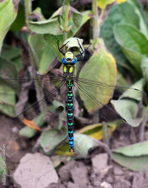 Obraz Blaugrüne Mosaikjungfer.