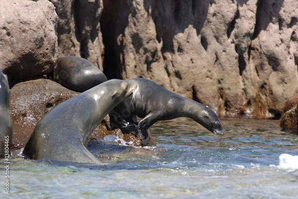 Fototapeta カルフォルニア　アシカ