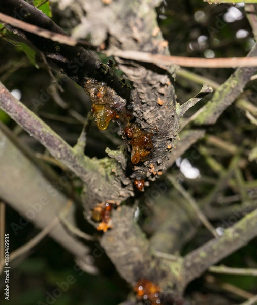 Obraz Amber in the trees