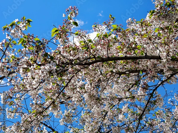 Obraz The photo represents a branch of cherry blossoms in full bloom also known traditionally in Japanese as Hanami or "Sakura Blossoms". Taken at the Eur lake in Rome