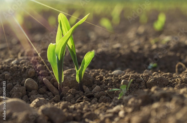 Fototapeta Young wheat seedlings