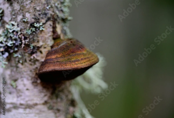 Fototapeta Mushroom on tree