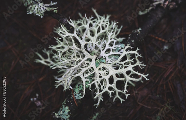 Fototapeta Grey lichen