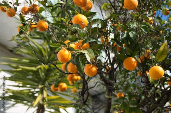 Fototapeta Orangen