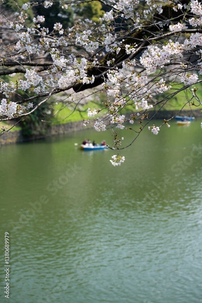 Obraz 東京都千代田区九段にある千鳥ヶ淵に咲く満開の桜