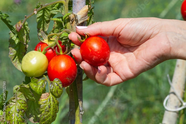 Obraz hand of the hostess reaches for the tomatoes on the bush