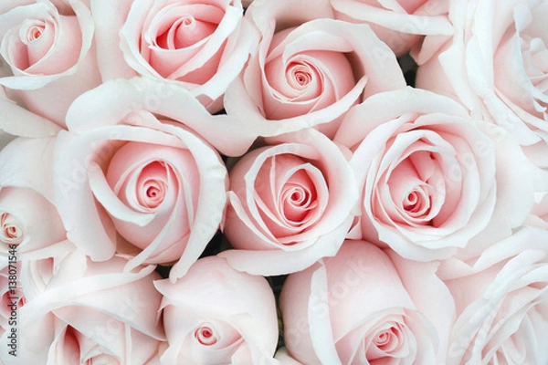 Obraz Soft Rose Buds as a background