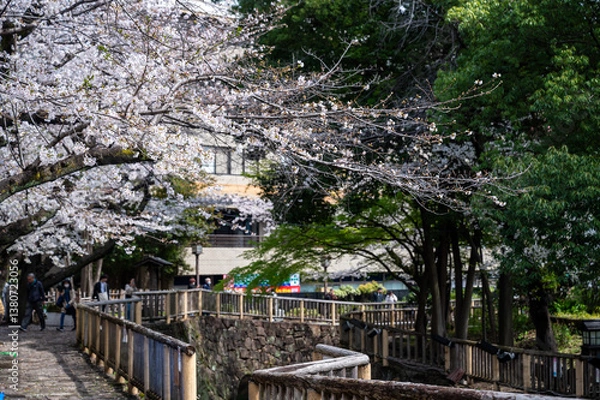 Obraz 東京都北区王子に咲く満開の桜