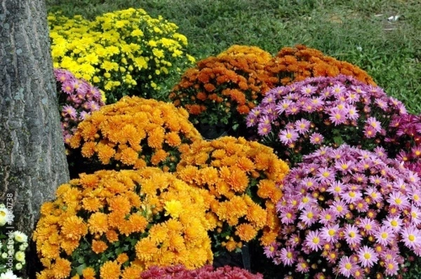Obraz mums