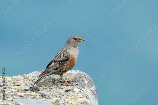 Fototapeta Alpine accentor (Prunella collaris) in its mountain habitat. Bird sitting on a stone against blue sky