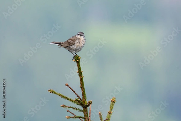 Fototapeta Water pipit (Anthus spinoletta) breeding adult in its mountain habitat (en face)