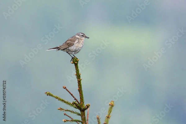 Fototapeta Water pipit (Anthus spinoletta) breeding adult in its mountain habitat