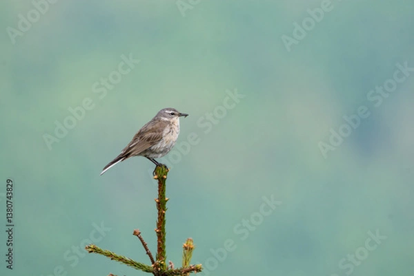 Fototapeta Water pipit (Anthus spinoletta) breeding adult in its mountain habitat