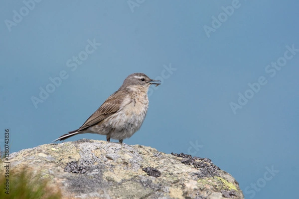 Fototapeta Water pipit (Anthus spinoletta) breeding adult singing in its mountain habitat. Bird sitting on a stone against blue sky