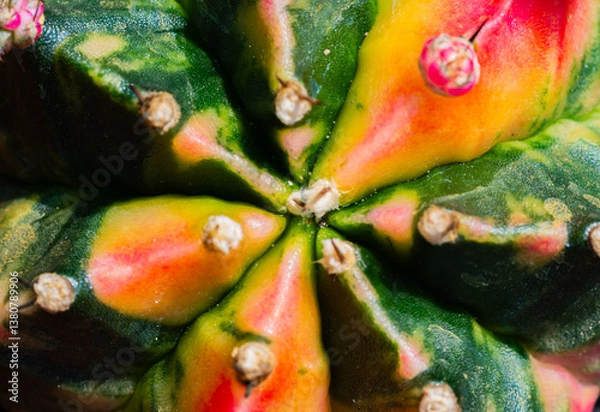 Fototapeta Cacti, colorful and beautiful in nature cactus