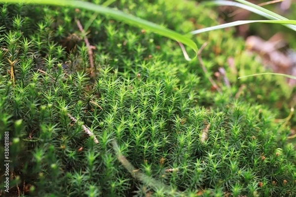 Fototapeta Macro shot of thick green moss. The textural detail and rich color make this image perfect for backgrounds, textures, or nature illustrations.