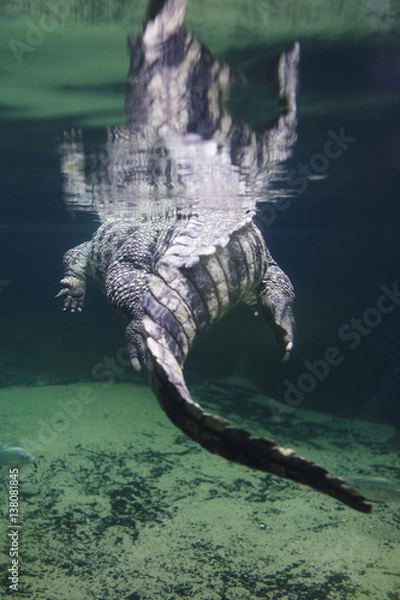 Obraz crocodile