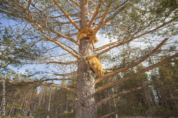 Obraz cats in a tree